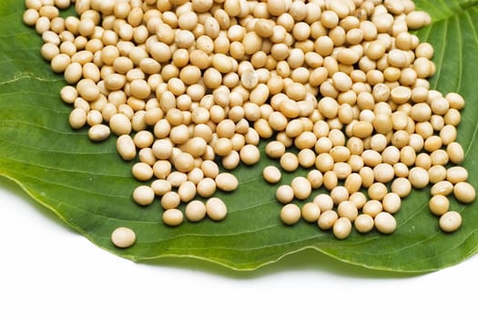 Soy bean on a leaf