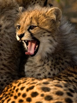 cheetah cub growling