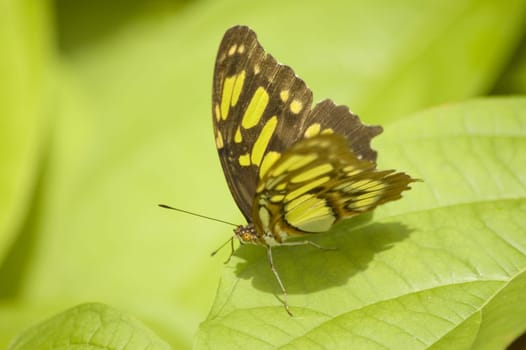 Butterfly macro on green leaves