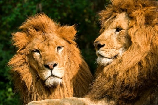 twin lions sunbathing in wilderness