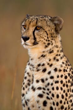 cheetah sitting up