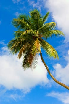 tropical beach with palm tree