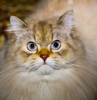 cat