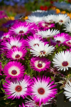 daisy