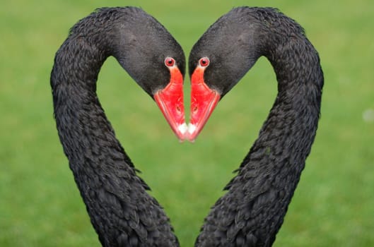 An altered image of a black swan to create the illusion of a heart shape.