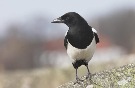 Norwegian Magpie, pica pica.