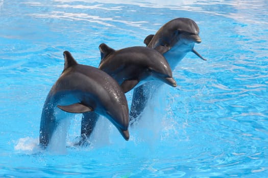 Three bottlenose dolphins leaping in formation