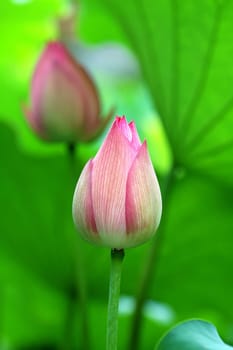 Two lotus buds over green (leaves) background