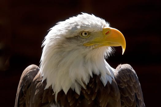 close up of a bald eagles head