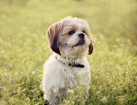 Cute small maltese dog posing in green grass. Adorable outdoor pet portrait in nature.