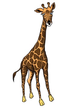 Giraffe - High detailed and coloured illustration - African giraffe