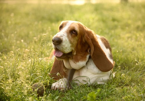 Outdoor dog portrait laying in green grass . Cute happy basset playing with his ball in park.