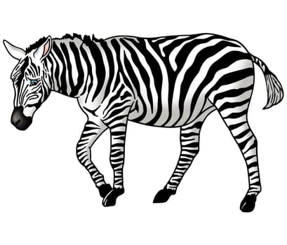 Zebra - High detailed and coloured illustration - Grazing zebra