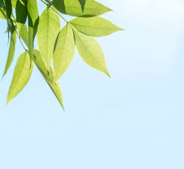 Green tree brunch border  background. Healthy green leaves in spring design. Ecology and go green concept.