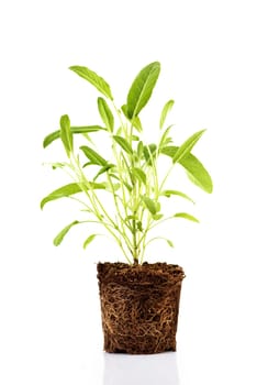 Fresh green plant with roots visible in soil isolated over white background. Sage herbs and spices seedling in dirt.