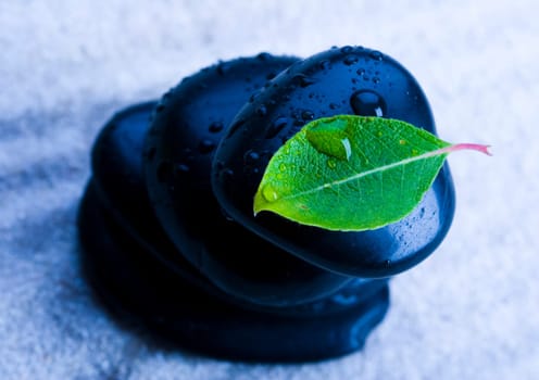 Zen is a freshness and the way of life.