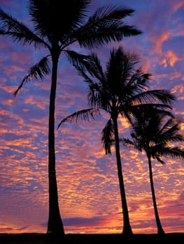 Palm trees on the beach at sunset