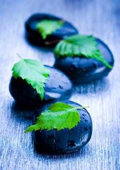 Zen is a freshness and the way of life.