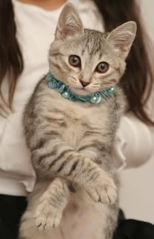 Sight of a small grey kitten