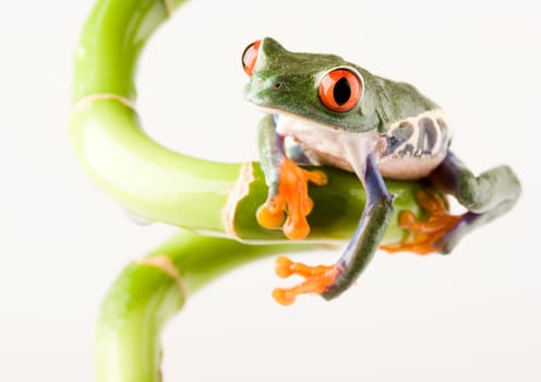 Frog - small animal with smooth skin and long legs that are used for jumping. Frogs live in or near water. / The Agalychnis callidryas, commonly know as the Red-eyed tree Frog is a small (50-75 mm / 2-3 inches) tree frog native to rainforests of Central A