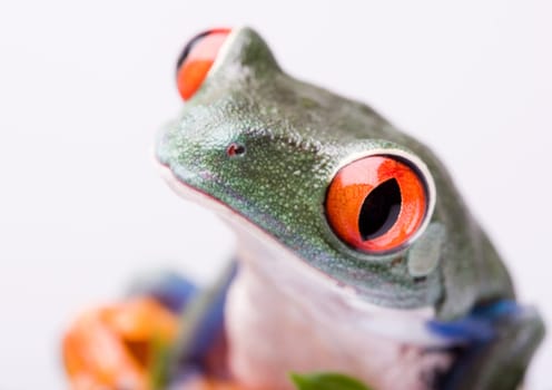 Frog - small animal with smooth skin and long legs that are used for jumping. Frogs live in or near water. / The Agalychnis callidryas, commonly know as the Red-eyed tree Frog is a small (50-75 mm / 2-3 inches) tree frog native to rainforests of Central A