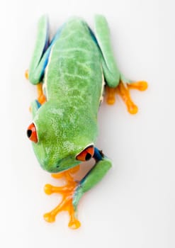 Frog - small animal with smooth skin and long legs that are used for jumping. Frogs live in or near water. / The Agalychnis callidryas, commonly know as the Red-eyed tree Frog is a small (50-75 mm / 2-3 inches) tree frog native to rainforests of Central A