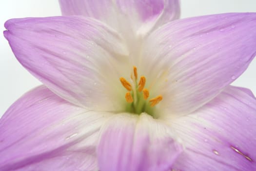 Lilac flower on a white background