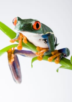 Frog - small animal with smooth skin and long legs that are used for jumping. Frogs live in or near water. / The Agalychnis callidryas, commonly know as the Red-eyed tree Frog is a small (50-75 mm / 2-3 inches) tree frog native to rainforests of Central A
