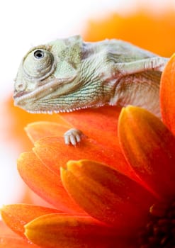 Chameleons belong to one of the best known lizard families. They are famous for their ability to change their color, and also because of their elongated tongue and their eyes which can be moved independently of each other. Their eyes are the most unique a