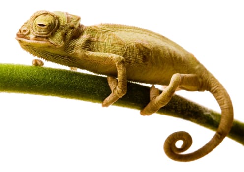 Chameleons belong to one of the best known lizard families. They are famous for their ability to change their color, and also because of their elongated tongue and their eyes which can be moved independently of each other. Their eyes are the most unique a