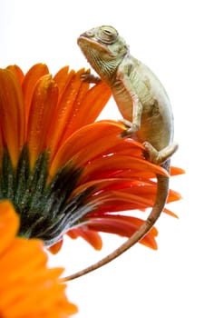Chameleons belong to one of the best known lizard families. They are famous for their ability to change their color, and also because of their elongated tongue and their eyes which can be moved independently of each other. Their eyes are the most unique a