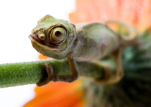 Chameleons belong to one of the best known lizard families. They are famous for their ability to change their color, and also because of their elongated tongue and their eyes which can be moved independently of each other. Their eyes are the most unique a