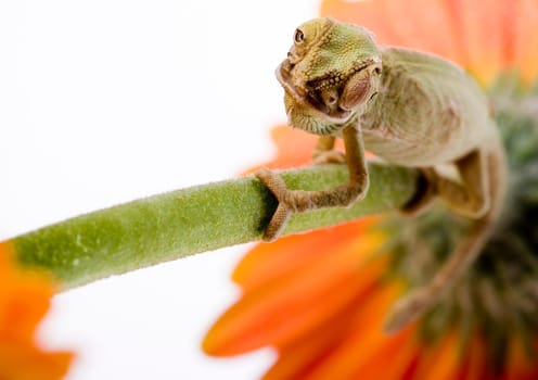 Chameleons belong to one of the best known lizard families. They are famous for their ability to change their color, and also because of their elongated tongue and their eyes which can be moved independently of each other. Their eyes are the most unique a