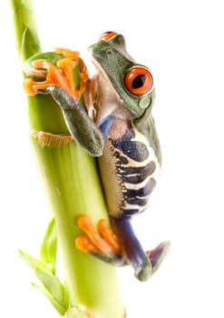 Frog - small animal with smooth skin and long legs that are used for jumping. Frogs live in or near water. / The Agalychnis callidryas, commonly know as the Red-eyed tree Frog is a small (50-75 mm / 2-3 inches) tree frog native to rainforests of Central A