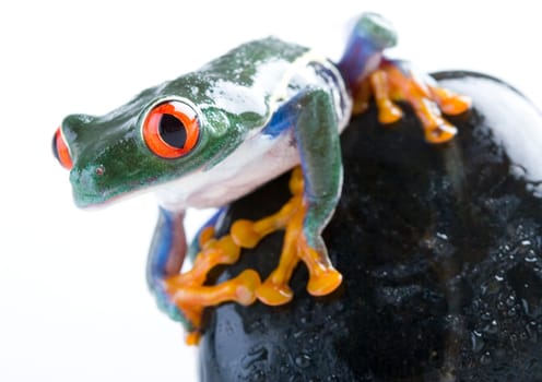 Frog - small animal with smooth skin and long legs that are used for jumping. Frogs live in or near water. / The Agalychnis callidryas, commonly know as the Red-eyed tree Frog is a small (50-75 mm / 2-3 inches) tree frog native to rainforests of Central A