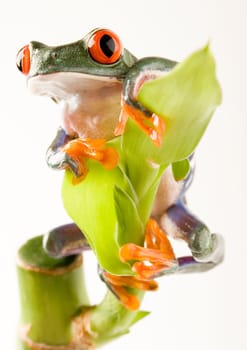 Frog - small animal with smooth skin and long legs that are used for jumping. Frogs live in or near water. / The Agalychnis callidryas, commonly know as the Red-eyed tree Frog is a small (50-75 mm / 2-3 inches) tree frog native to rainforests of Central A
