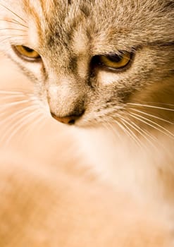 Cat - the small furry animal with four legs and a tail  people often keep cats as pets.