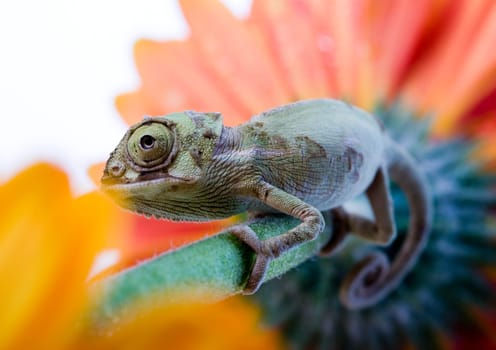 Chameleons belong to one of the best known lizard families. They are famous for their ability to change their color, and also because of their elongated tongue and their eyes which can be moved independently of each other. Their eyes are the most unique a