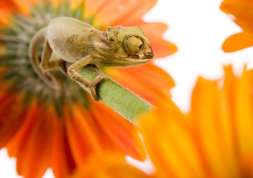 Chameleons belong to one of the best known lizard families. They are famous for their ability to change their color, and also because of their elongated tongue and their eyes which can be moved independently of each other. Their eyes are the most unique a