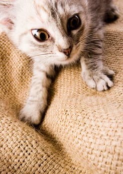Cat - the small furry animal with four legs and a tail  people often keep cats as pets.