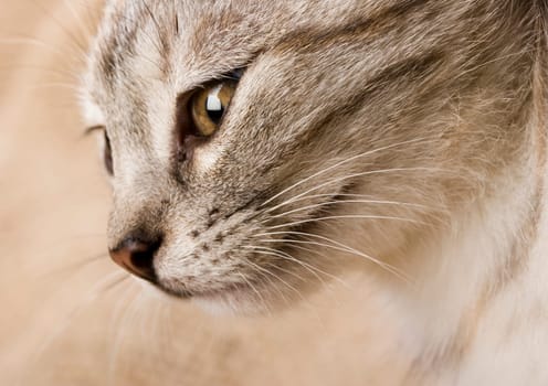 Cat - the small furry animal with four legs and a tail  people often keep cats as pets.