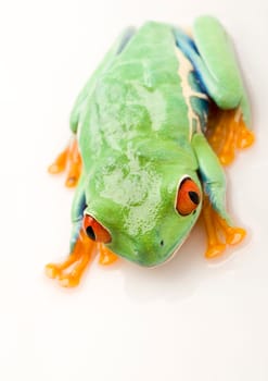 Frog - small animal with smooth skin and long legs that are used for jumping. Frogs live in or near water. / The Agalychnis callidryas, commonly know as the Red-eyed tree Frog is a small (50-75 mm / 2-3 inches) tree frog native to rainforests of Central A