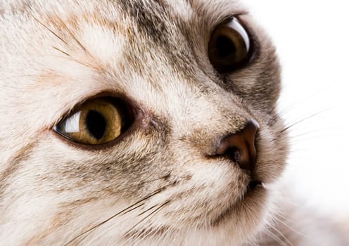 Cat - the small furry animal with four legs and a tail  people often keep cats as pets.