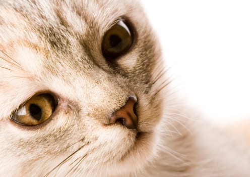 Cat - the small furry animal with four legs and a tail  people often keep cats as pets.