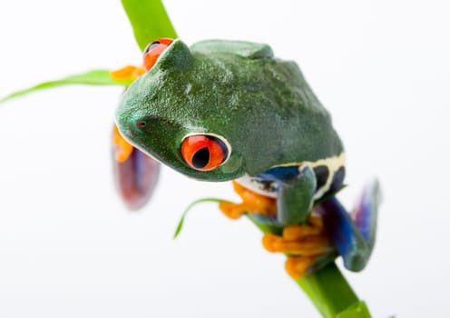 Frog - small animal with smooth skin and long legs that are used for jumping. Frogs live in or near water. / The Agalychnis callidryas, commonly know as the Red-eyed tree Frog is a small (50-75 mm / 2-3 inches) tree frog native to rainforests of Central A