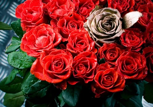 Rose (Rosa), a kind of flower which belongs to the rose-like family, includes over 200 species (according to some researchers up to a few thousands) bushes, which can be found in temperate and warm areas of the northern hemisphere.