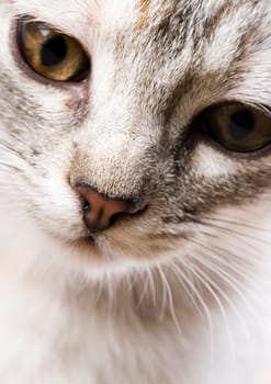 Cat - the small furry animal with four legs and a tail  people often keep cats as pets.