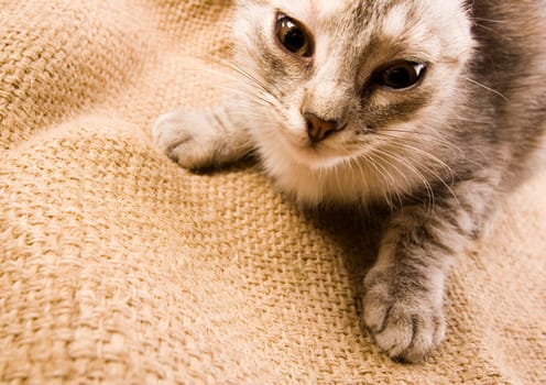 Cat - the small furry animal with four legs and a tail  people often keep cats as pets.