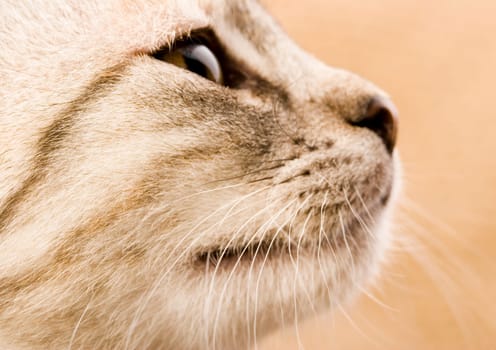 Cat - the small furry animal with four legs and a tail  people often keep cats as pets.