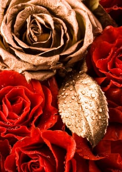 Rose (Rosa), a kind of flower which belongs to the rose-like family, includes over 200 species (according to some researchers up to a few thousands) bushes, which can be found in temperate and warm areas of the northern hemisphere.